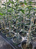 Arbequina Olive Tree - Live Starter Plant in 4" Pot, 10-15" Tall