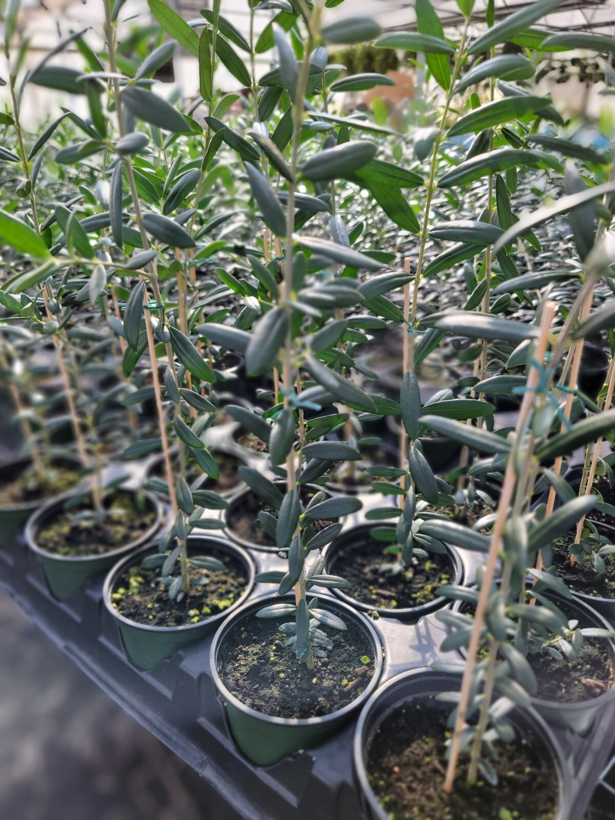 Arbequina Olive Tree - Live Starter Plant in 4" Pot, 10-15" Tall