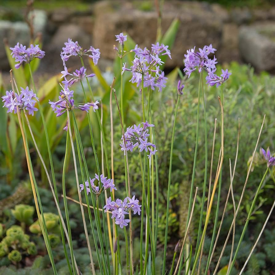 Society Garlic Seeds (Thalia violacea) - 50 Seeds, Ornamental & Edible Perennial