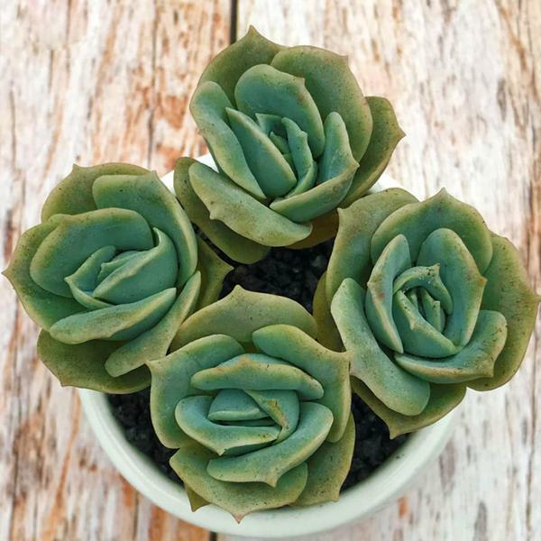 Echeveria Lovely Rose - 5 Fully Rooted Succulents in 2