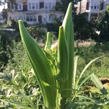 Okra Clemson Spineless Seeds (Abelmoschus esculentus) - 85 Seeds for Planting