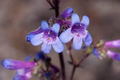 Penstemon humilis (Low Beardtongue) Seeds - 100mg for Planting, Drought-Tolerant Native Wildflower