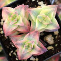 Crassula Perforata String of Buttons - 2 Bare Root Plants, 2" Each