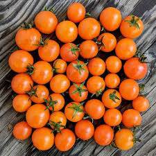 Orange Dream Micro Dwarf Tomato Seeds - 15 Seed Pack, Heirloom, Non-GMO