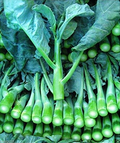 Wan Shen Kailan Seeds - Brassica oleracea var. alboglabra | Chinese Broccoli