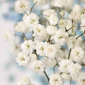 Gypsophila paniculata Snowflake - 50 Baby's Breath Seeds (Non-GMO) Perennial
