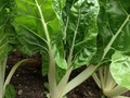 Swiss Chard Fordhook Seeds - 1g Heirloom, Fast-Growing, High Yield, Heat & Cold Hardy
