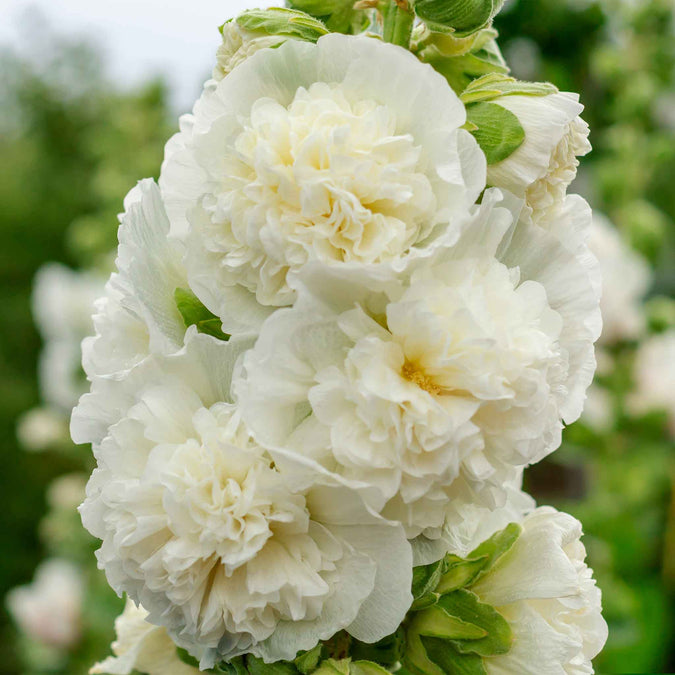 Hollyhock Majorette Double White Seeds - Alcea rosea (50 Seeds), Dwarf Biennial, Non-GMO