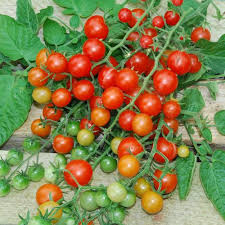 Tess' Land Race Currant Tomato Seeds - Heirloom Tiny Cherry Tomato (25 Seeds)
