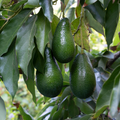 Avocado Unrooted Cuttings for Grafting (3) - Persea americana, 4-7 inches
