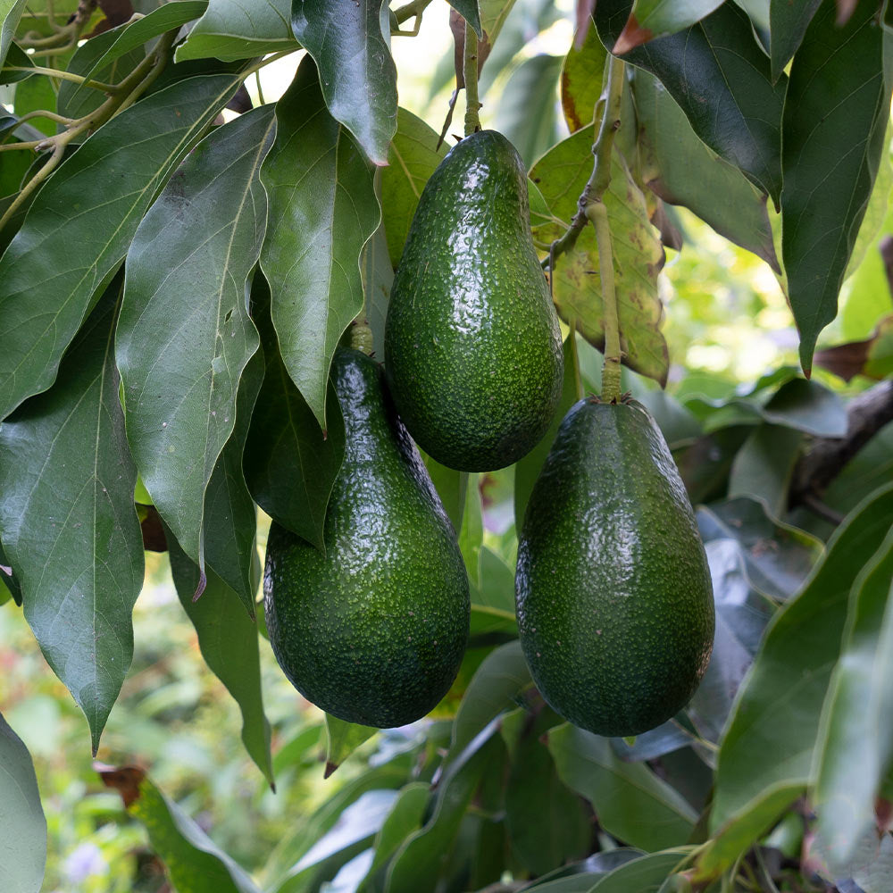 Avocado Unrooted Cuttings for Grafting (3) - Persea americana, 4-7 inches