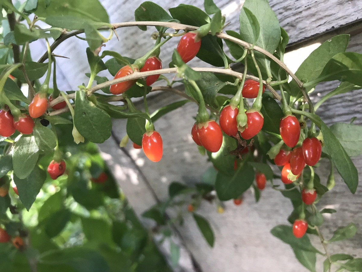 Goji Berry (Lycium barbarum) Bare Root Plants - 3 Pack, 4-8" Ready to Plant