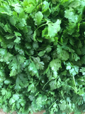 Santo Cilantro (Coriandrum sativum) - 100 Seeds | Aromatic Culinary Herb