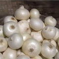 Onion Blanco Duro Seeds – White Bulb, High Yield, 250mg for Planting