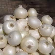 Onion Blanco Duro Seeds – White Bulb, High Yield, 250mg for Planting
