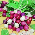 Easter Egg Radish Seeds - 500+ Colorful Heirloom Blend, Fast-Growing & Crisp