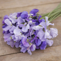 Blue Mix Sweet Pea Seeds – 50+ Violet, Lavender & Light Blue Blooms (Seeds)