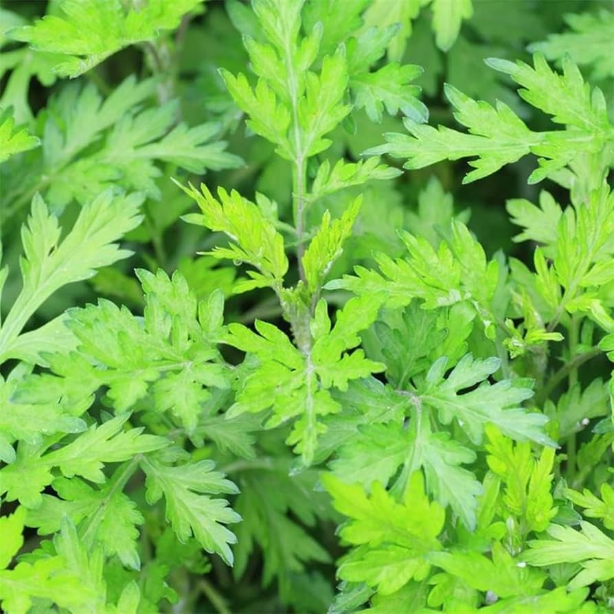 Japanese Mugwort Seeds (Artemisia princeps) – Yomogi, 100mg for Planting