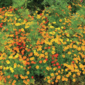 Signet Marigold Starfire Mix Seeds - 200 Non-GMO Seeds for 12" Tall Plants, Easy to Grow