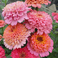 Cupcakes Pink Mix Zinnia Seeds – 100 Seeds, Frilly Pink Blooms