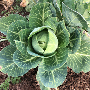 Cabbage Early Jersey Wakefield Seeds - 250 Seeds | Heirloom Brassica oleracea