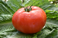 Beefsteak Tomato Seeds - 300 mg | Heirloom Solanum lycopersicum for Slicing & Home Gardens