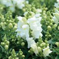 Candy Tops White Snapdragon Seeds (Antirrhinum majus) – 1000+ Seeds, Pure White, Compact Annual