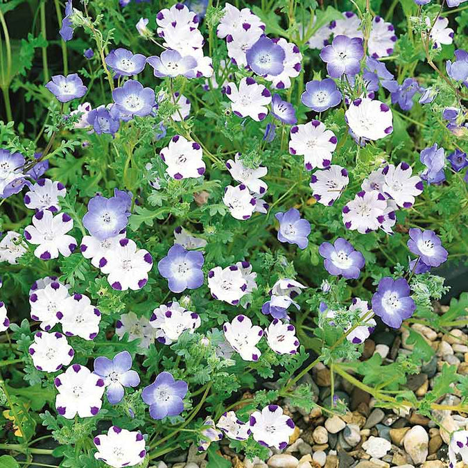 Nemophila Mixed Colors Seeds - 500 Seeds, Non-GMO, Annual, 4-6" Tall, Easy to Grow, Pollinator-Friendly