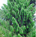 Himalayan Spruce Tree Seeds (Picea smithiana) - 20 Seeds