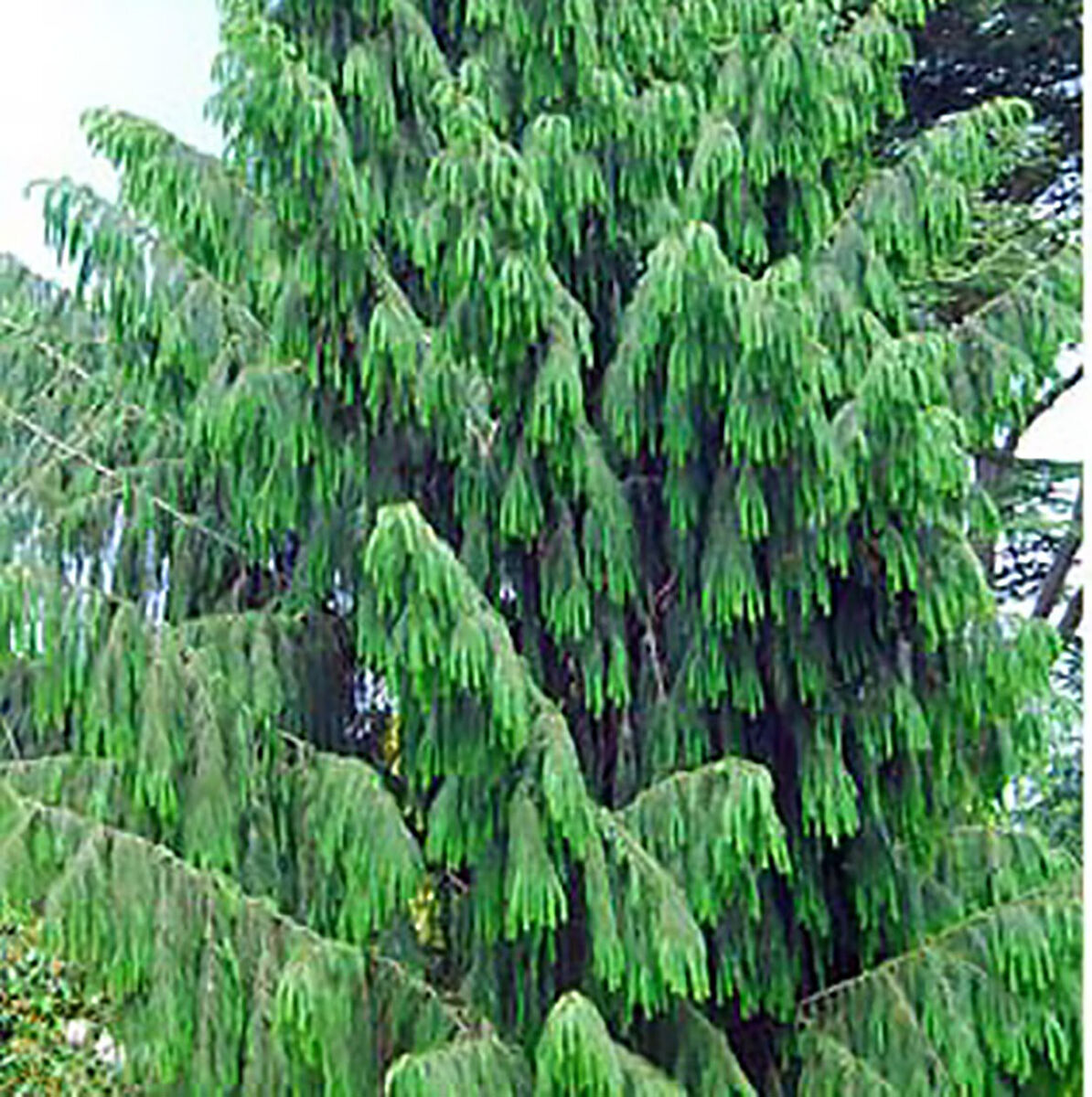 Himalayan Spruce Tree Seeds (Picea smithiana) - 20 Seeds