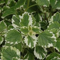 Plectranthus coleoides ‘Variegata’ – 3 Rooted Cuttings (4”) Swedish Ivy, Variegated, Trailing, Fragrant