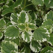 Plectranthus coleoides ‘Variegata’ – 3 Rooted Cuttings (4”) Swedish Ivy, Variegated, Trailing, Fragrant