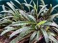 Ledebouria socialis Silver Squill - 1 Live Variegated Starter Plant