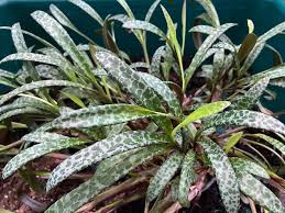 Ledebouria socialis Silver Squill - 1 Live Variegated Starter Plant