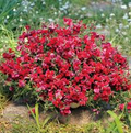 Candy Showers Purple Snapdragon Seeds (Antirrhinum majus) – 1000+ Seeds, Trailing Purple Blooms