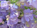 Venus Penstemon Seeds (Penstemon venustus) – 100mg – Native Wildflower for Pollinators