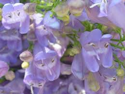Venus Penstemon Seeds (Penstemon venustus) – 100mg – Native Wildflower for Pollinators