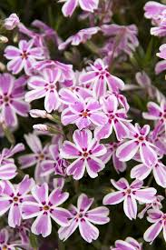 Candy Stripe Phlox Seeds – Pink & White Striped Creeping Groundcover (100+ Seeds) – Phlox subulata