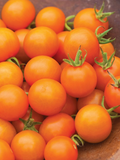 Sungold Tomato Seeds | F1 Hybrid, Non-GMO | Sweet Golden Cherry Tomatoes, 65 Days