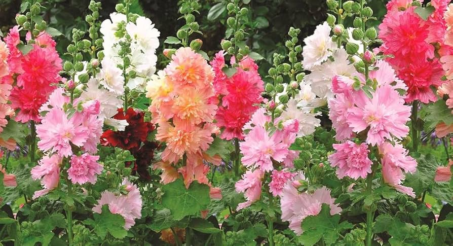 Hollyhock Majorette Double Mix Seeds - 50 | Dwarf Biennial, Non-GMO, Pollinator-Friendly