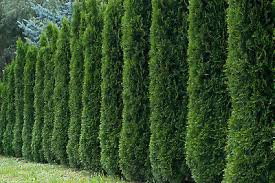 Thuja occidentalis Seeds - 50 White Cedar Arborvitae for Fast-Growing Evergreen Hedge