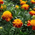 French Marigold Orange Flame Double Dwarf Seeds - 200 Non-GMO, Edible Flowers, Compact