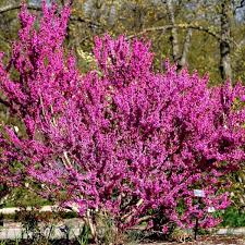 Chinese Redbud Tree Seeds – Cercis chinensis | 10 Seeds for Planting