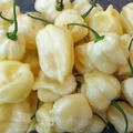 White Habanero Pepper Seeds - Rare Heirloom, 20 Seeds, Extra Spicy