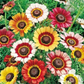 Painted Daisy Seeds - Non-GMO, Yellow/Red/White Blooms for Pollinators, Zones 3-10