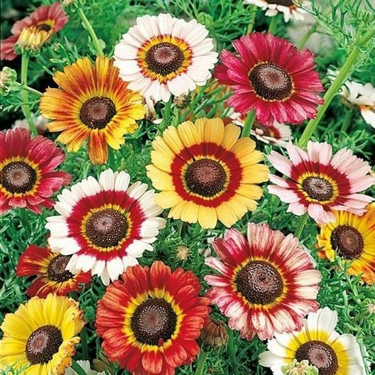 Painted Daisy Seeds - Non-GMO, Yellow/Red/White Blooms for Pollinators, Zones 3-10