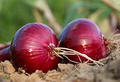 Red Grano Onion Seeds - Allium cepa, 200 Seeds, Sweet Red Bulb