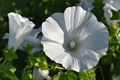 Rose Mallow Dwarf White Seeds (Hibiscus moscheutos) - 40 Seeds, Hardy Perennial, 1-2 ft