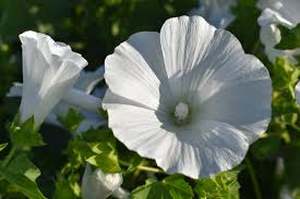 Rose Mallow Dwarf White Seeds (Hibiscus moscheutos) - 40 Seeds, Hardy Perennial, 1-2 ft