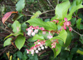 Salal Berry Seeds (Gaultheria shallon) - 100 Seeds, Edible Evergreen Shrub